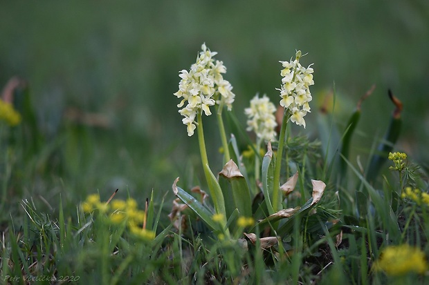 vstavač bledý Orchis pallens L.