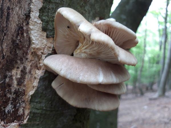 hliva ustricovitá Pleurotus ostreatus (Jacq.) P. Kumm.