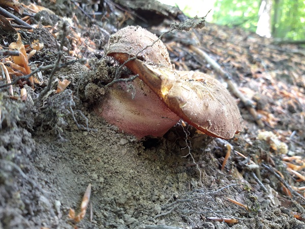 hríb zrnitohlúbikový Sutorius luridiformis (Rostk.) G. Wu & Zhu L. Yang