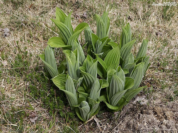 kýchavica biela lobelova Veratrum album subsp. lobelianum (Bernh.) Arcang.