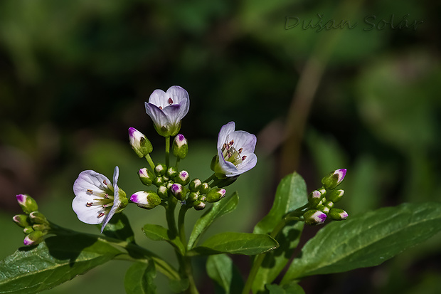 žerušnica horká Cardamine amara L.