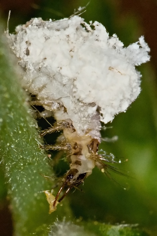 zlatoočka obyčajná Chrysoperla carnea