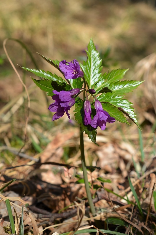 zubačka žliazkatá Dentaria glandulosa Waldst. et Kit. ex Willd.