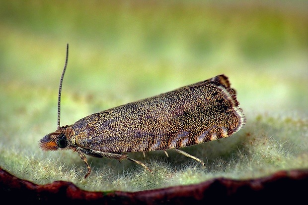 koreňožrút králikový (sk) / obaleč (cz) Dichrorampha aeratana Pierce & Metcalfe, 1915