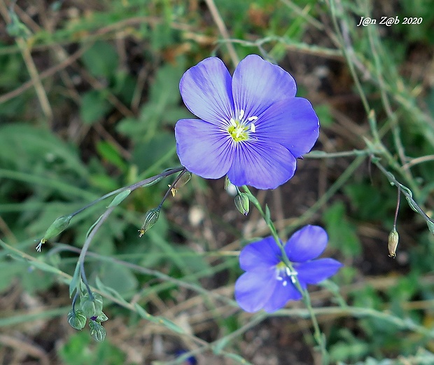 ľan rakúsky Linum austriacum L.