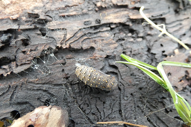 hnedáčik mriežkovaný - kukla Melitaea cinxia