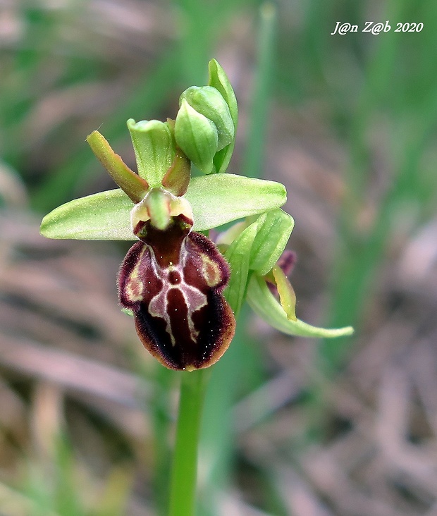 hmyzovník pavúkovitý Ophrys sphegodes Mill.