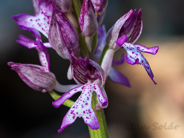 vstavač Orchis × hybrida (Lindl.) Boenn. ex Rchb.