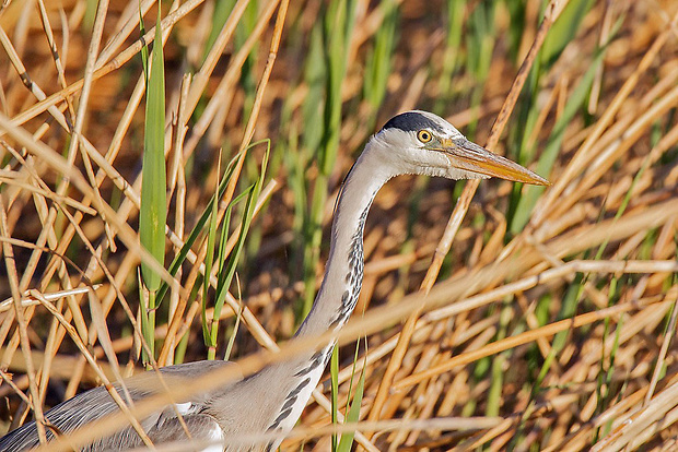 volavka popolavá  Ardea cinerea