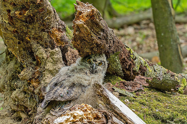 výr veľký  Bubo bubo