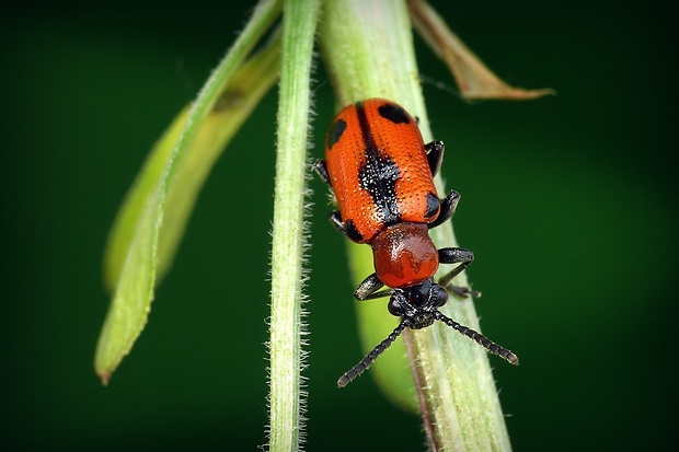 špargľovec päťbodkový (sk) / chřestovníček pětitečný (cz) Crioceris quinquepunctata Scopoli, 1763