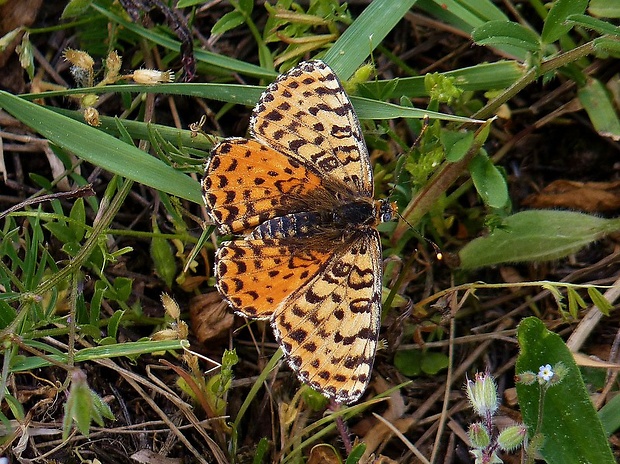 hnedáčik pyštekový Melitaea didyma