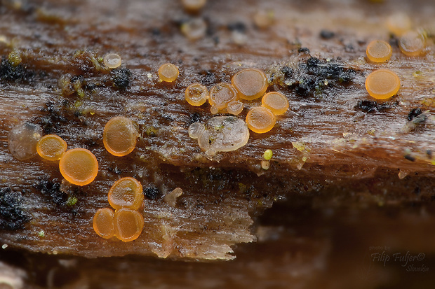 orbília Orbilia eucalypti (W. Phillips & Harkn.) Sacc.