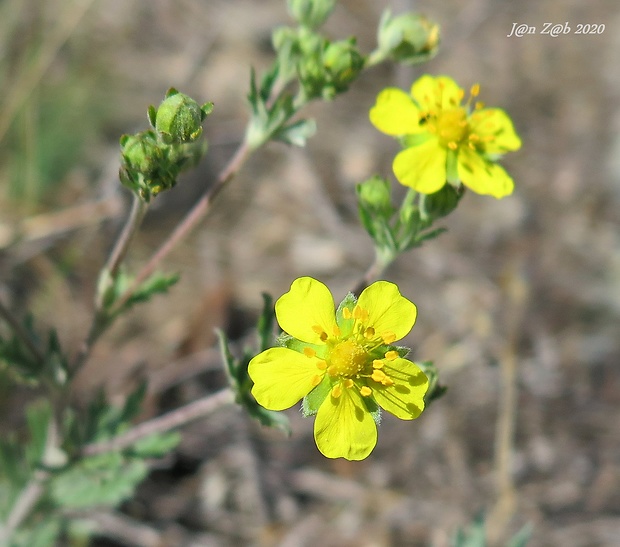 nátržník vzpriamený Potentilla erecta (L.) Raeusch.