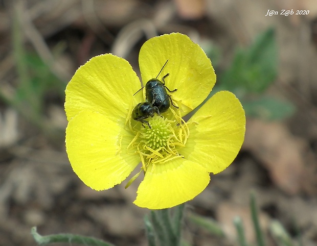 iskerník ilýrsky Ranunculus illyricus L.