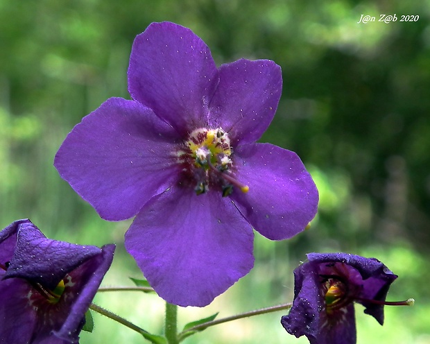 divozel tmavočervený Verbascum phoeniceum L.