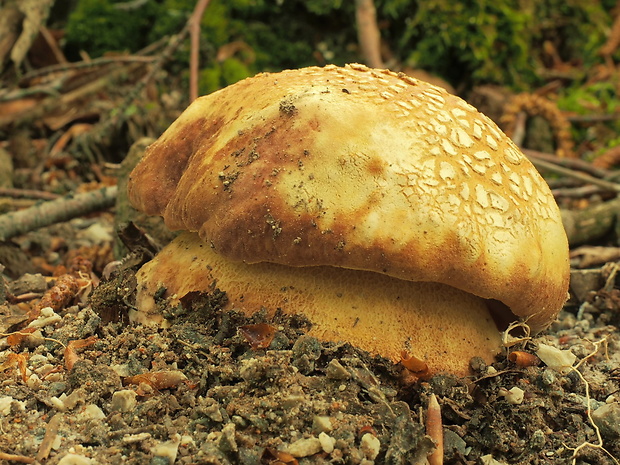 hríb sosnový Boletus pinophilus Pil. et Dermek in Pil.