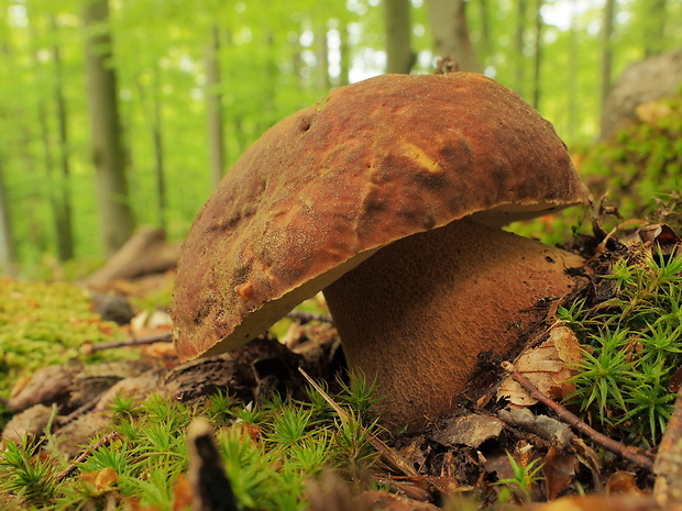 hríb sosnový Boletus pinophilus Pil. et Dermek in Pil.