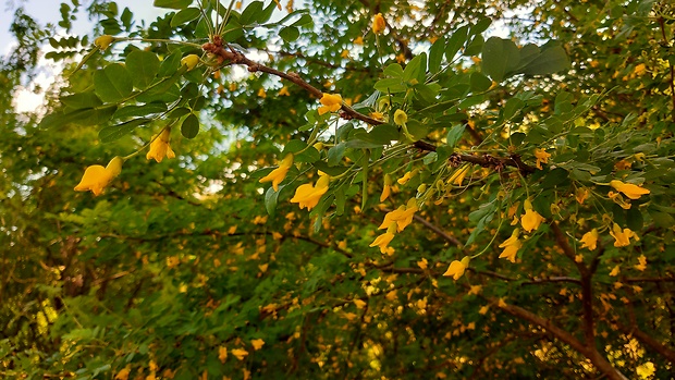 karagana stromovitá Caragana arborescens Lam.