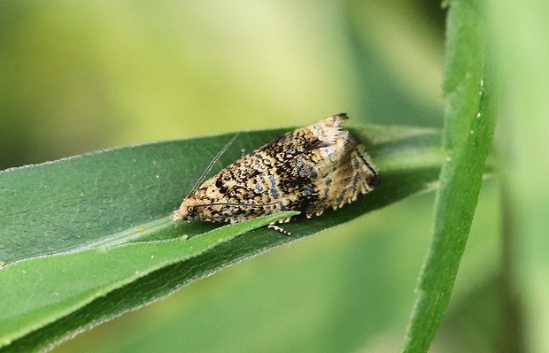 obalovač kalužinový  Celypha lacunana