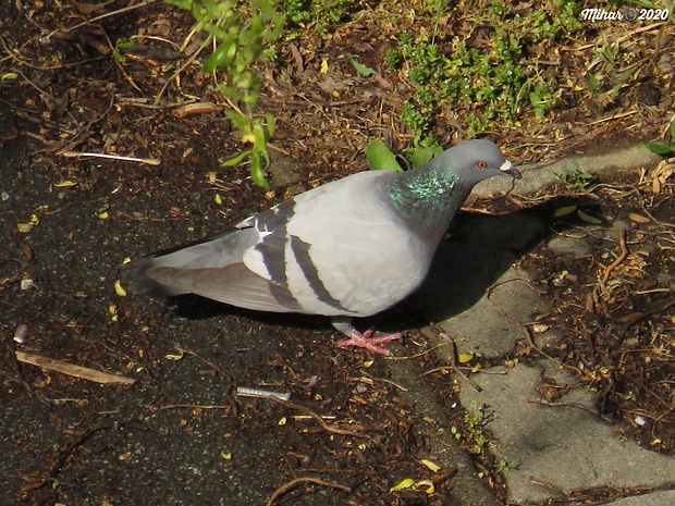 holub divý  Columba livia