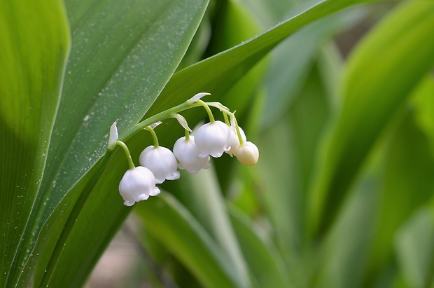 konvalinka voňavá Convallaria majalis L.