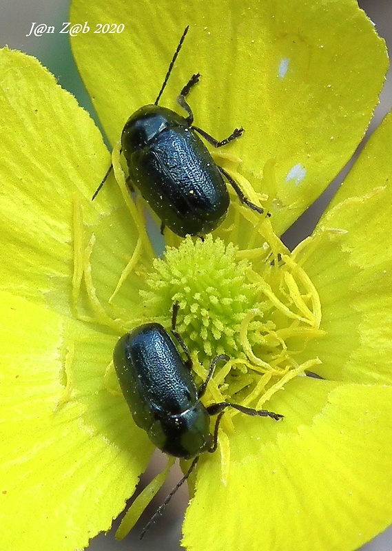 krytohlav  Cryptocephalus violaceus