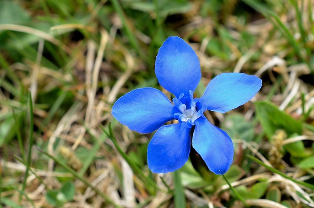 horec jarný Gentiana verna L.