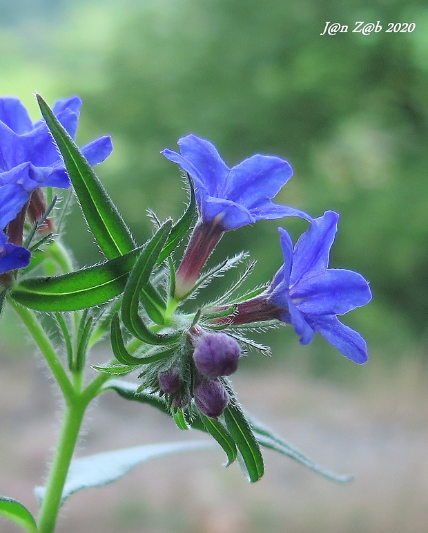 kamienka modropurpurová Lithospermum purpurocaeruleum L.