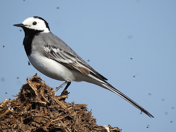 konipas bílý Motacilla alba