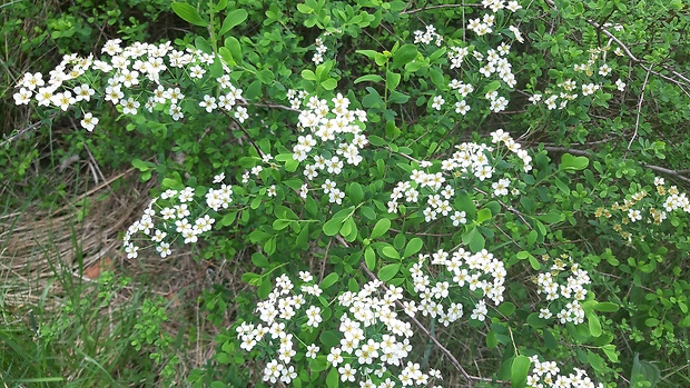 hlohyňa Pyracantha coccinea M. Roem.