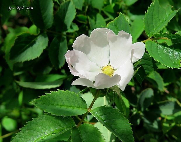 ruža šípová Rosa canina L.