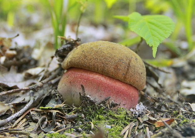 hríb zrnitohlúbikový Sutorius luridiformis (Rostk.) G. Wu & Zhu L. Yang