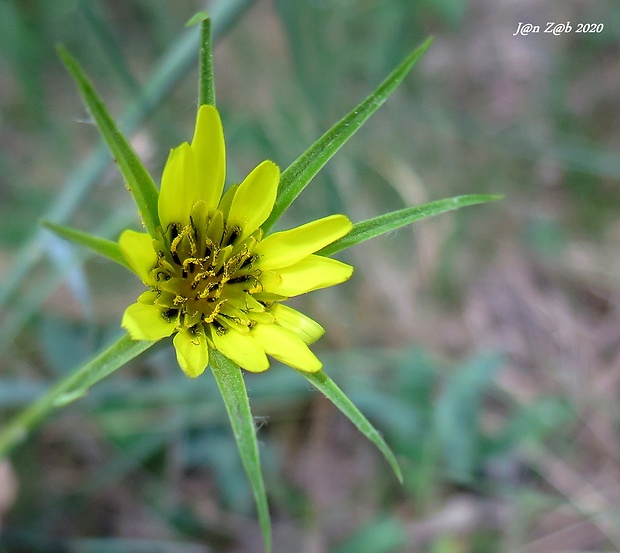 kozobrada kyjačikovitá Tragopogon dubius Scop.