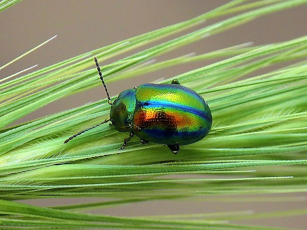 liskavka dúhová Chrysolina fastuosa