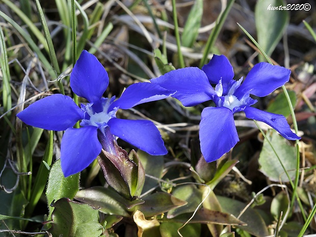 horec jarný Gentiana verna L.