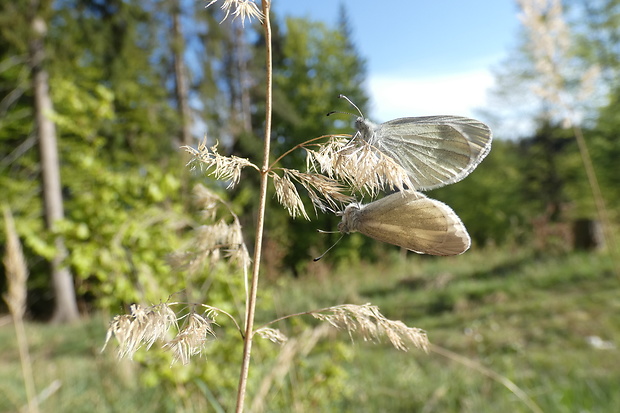 mlynárik hrachorový Leptidea sinapis