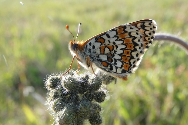 hnedáčik mriežkovaný Melitaea cinxia