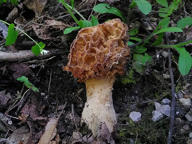 smrčok jedlý Morchella esculenta (L.) Pers.