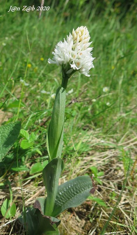 neotinea trojzubá Neotinea tridentata (Scop.) R. M. Bateman, Pridceon et M. W. Chase