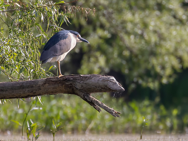 chavkoš nočný Nycticorax nycticorax