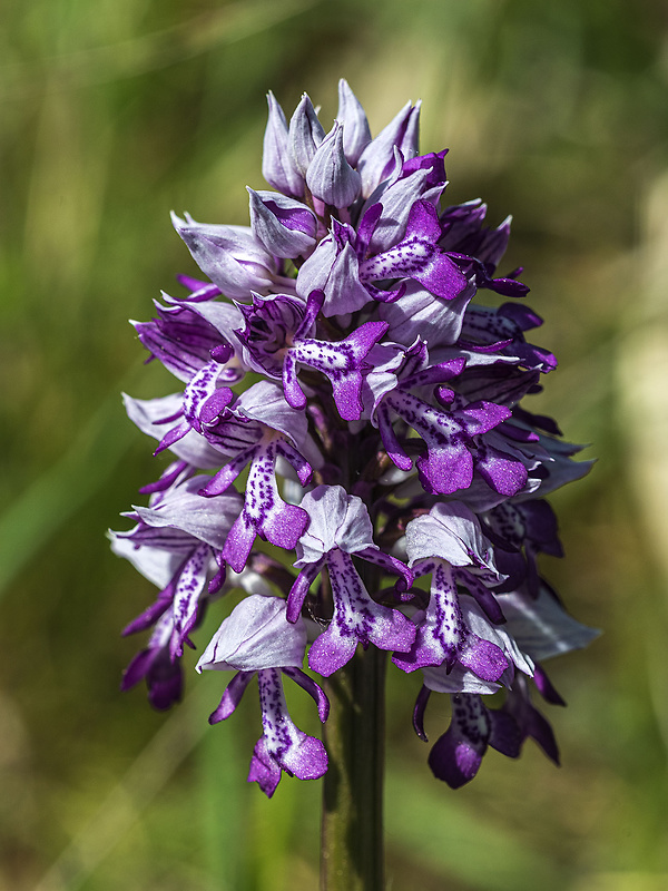 vstavač vojenský Orchis militaris L.