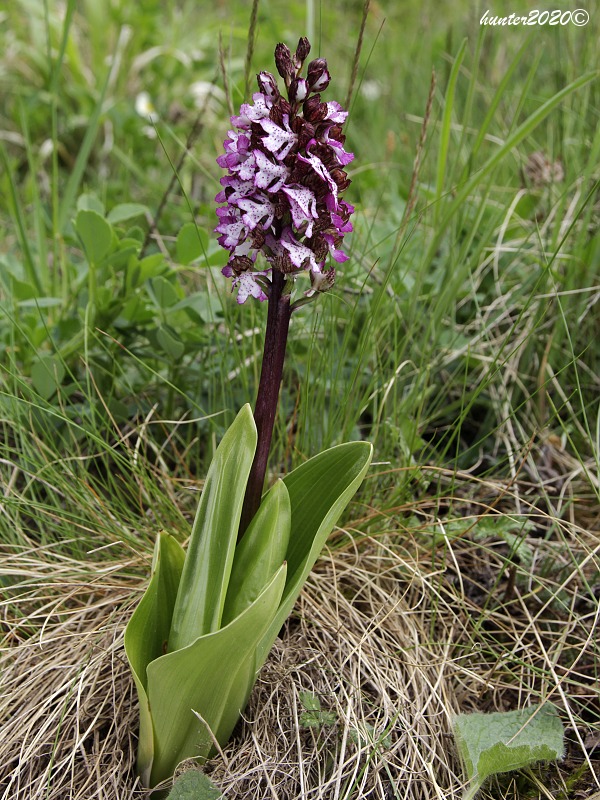 vstavač purpurový Orchis purpurea Huds.