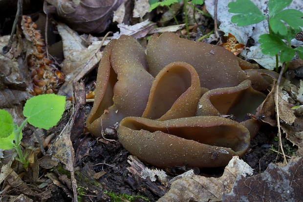 čiaška podvojná Phylloscypha phyllogena (Cooke) Van Vooren