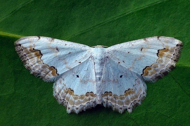 piadica okrášlená (sk) / vlnopásník okrášlený (cz) Scopula ornata Scopoli, 1763