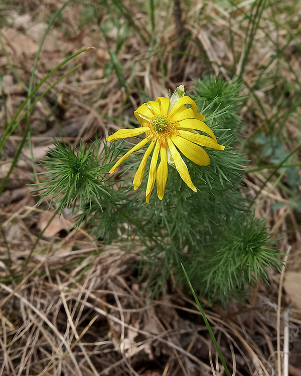 hlaváčik jarný Adonis vernalis L.