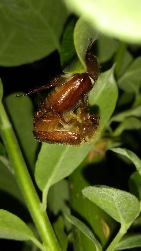 chrústik letný Amphimallon solstitiale