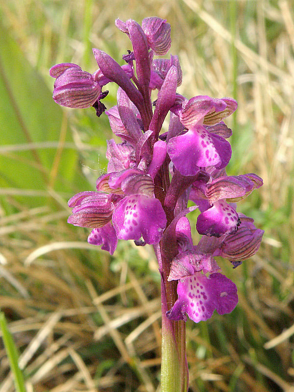 červenohlav obyčajný Anacamptis morio (L.) R. M. Bateman, A. M. Pringeon & M. W. Chase