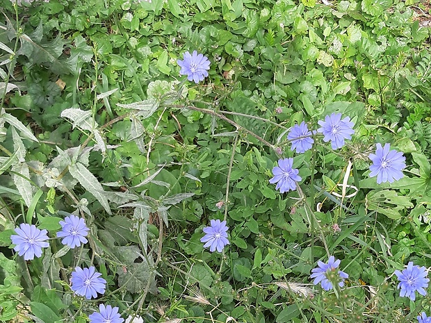 veternica vznešená Anemone blanda Schott et Kotschy