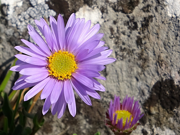 astra alpínska Aster alpinus L.